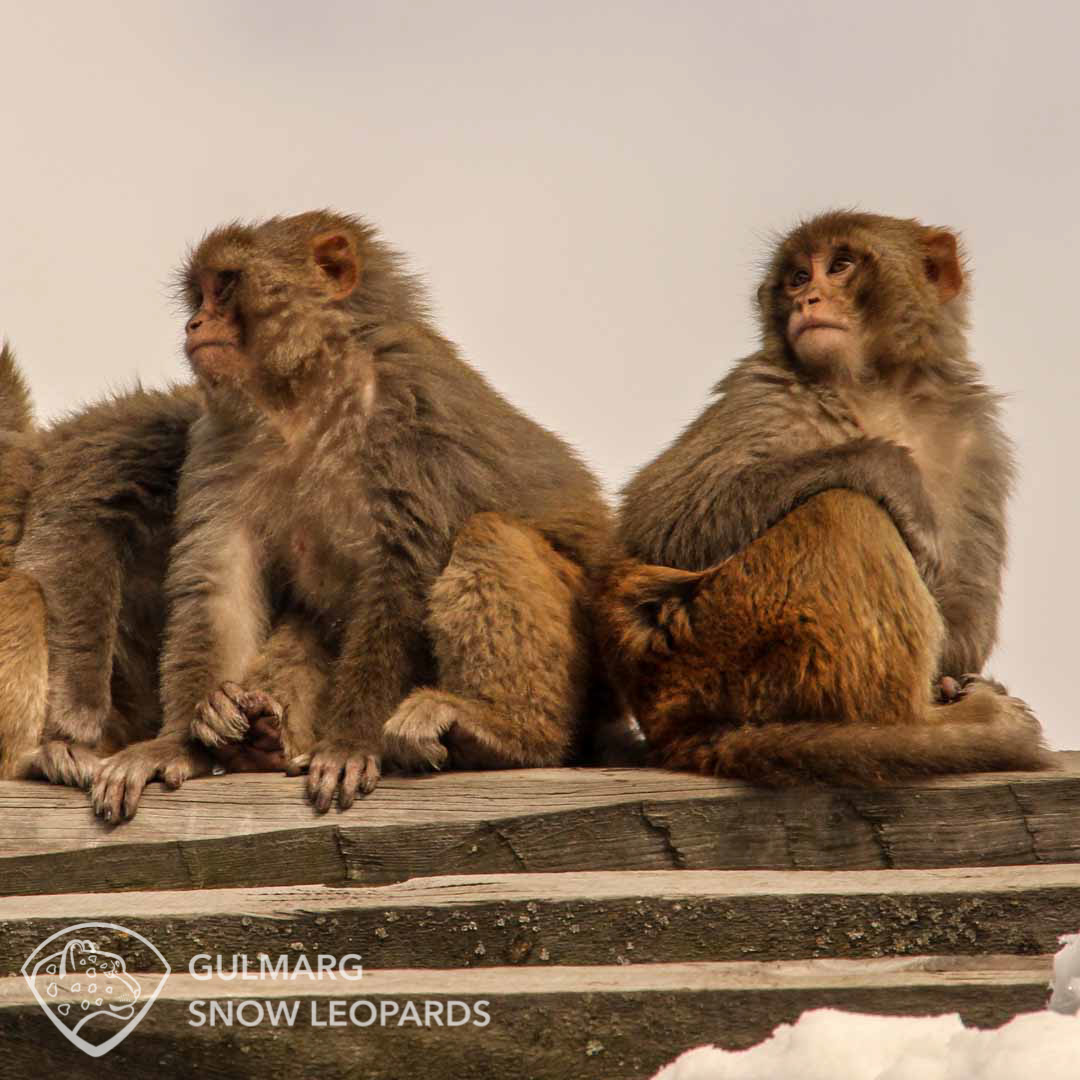 Gulmarg Monkeys